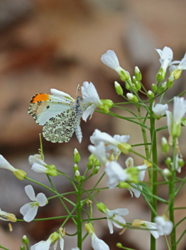 Falcate Orangetip male